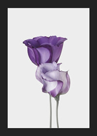 Eustoma Flowers-5