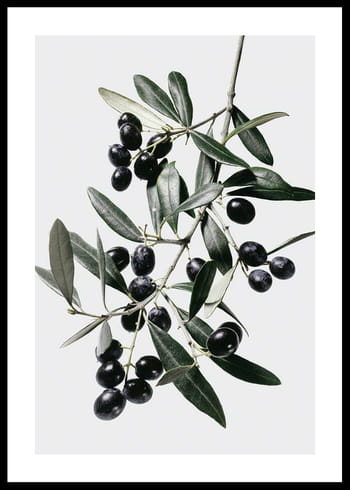 Poster Olive Branch