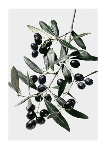 Poster Olive Branch