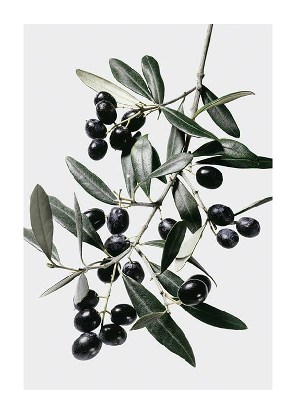 Plakāts Olive Branch
