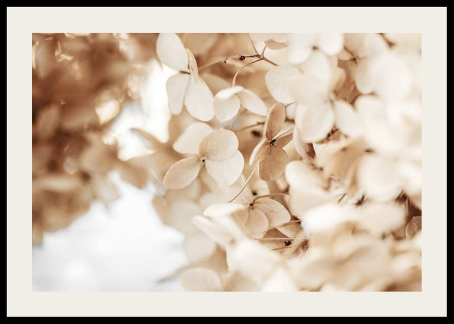 Prim-plan cu flori uscate de hortensie în tonuri de bej-12