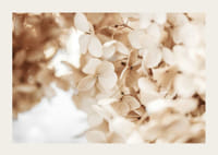 Prim-plan cu flori uscate de hortensie în tonuri de bej-3