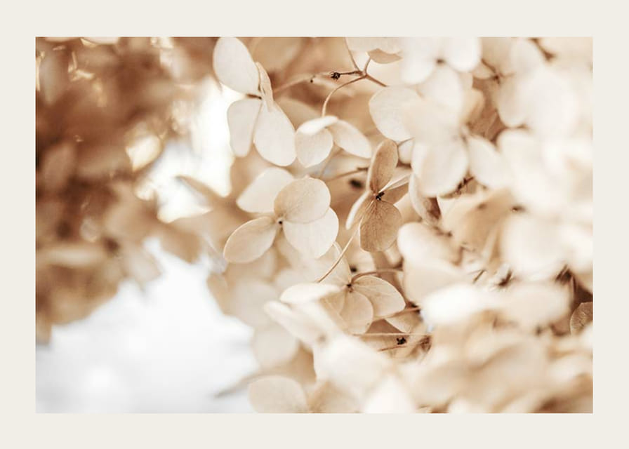 Prim-plan cu flori uscate de hortensie în tonuri de bej-12