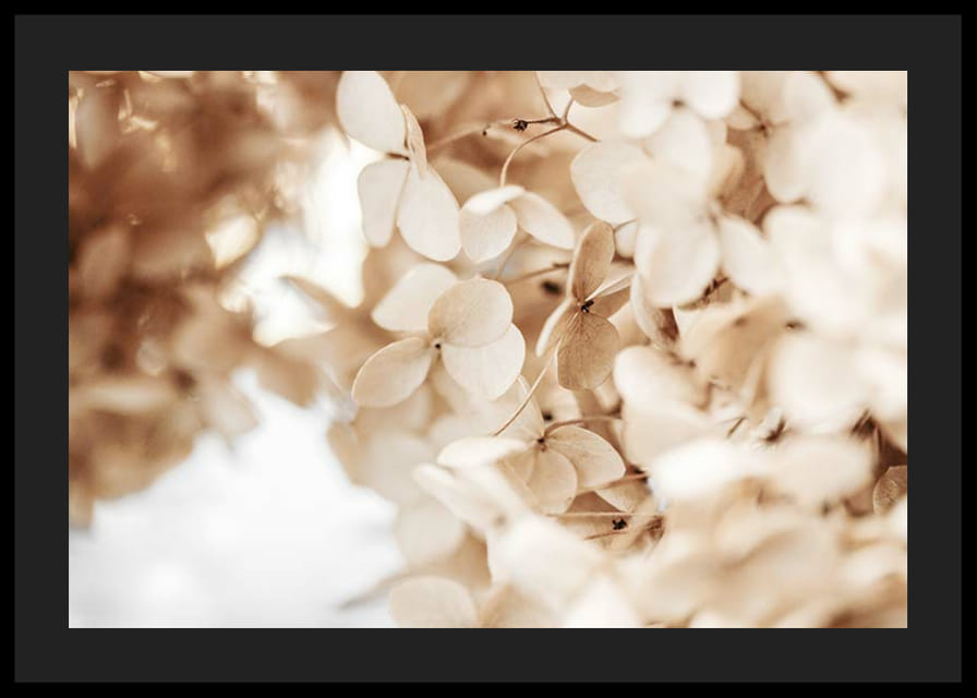 Prim-plan cu flori uscate de hortensie în tonuri de bej-12