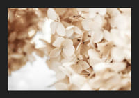 Prim-plan cu flori uscate de hortensie în tonuri de bej-5