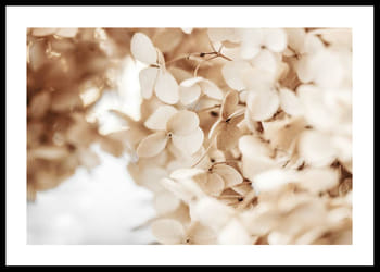 Poster Dried Hydrangea No2