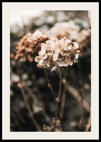 Nærbillede af tørrede hortensiablomster i brune nuancer-2