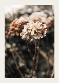 Nærbillede af tørrede hortensiablomster i brune nuancer-3