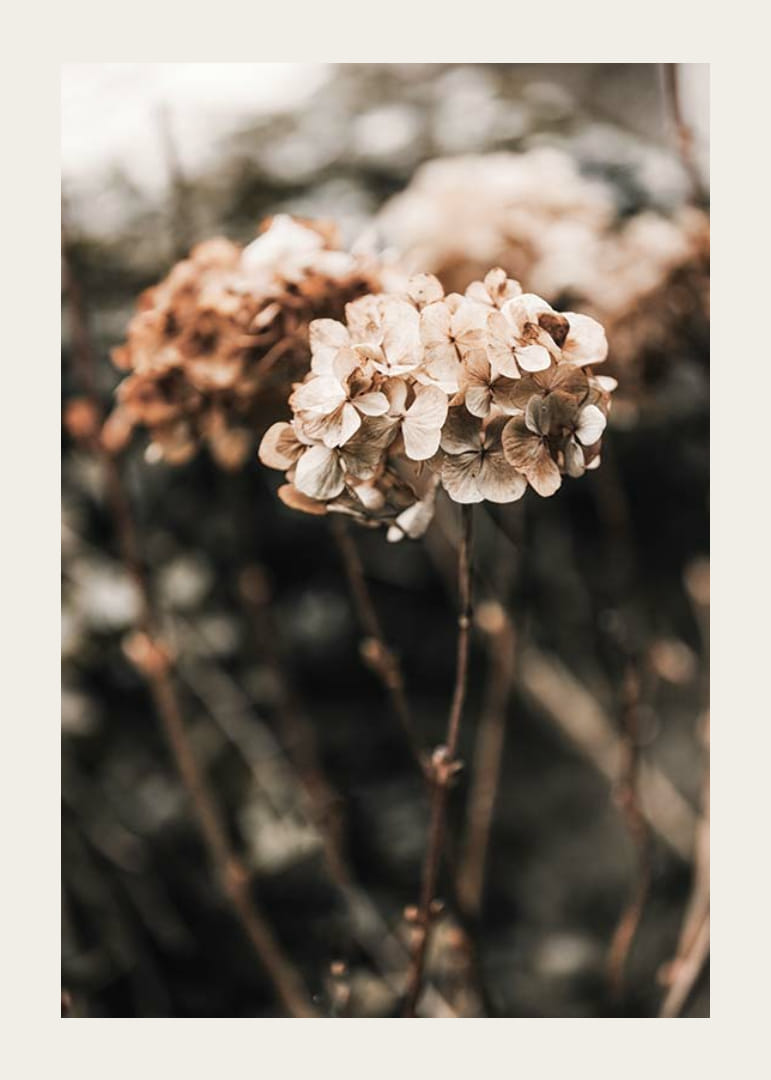 Nærbillede af tørrede hortensiablomster i brune nuancer-12