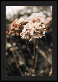 Nærbillede af tørrede hortensiablomster i brune nuancer-4