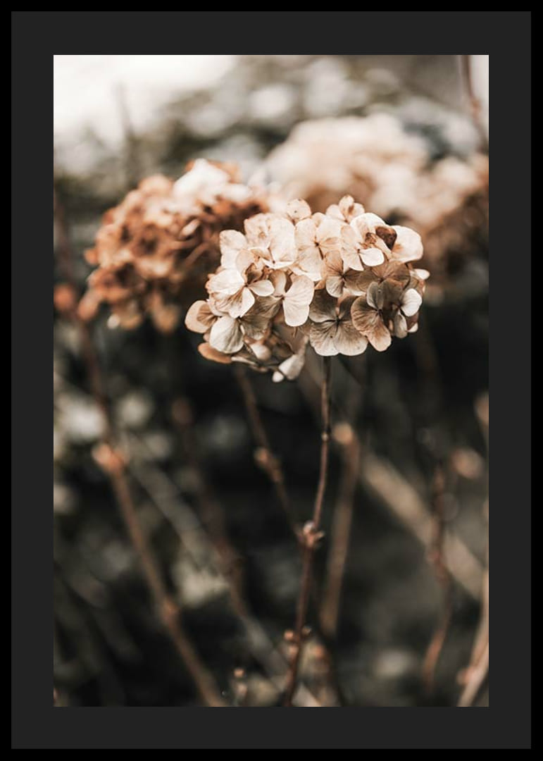 Nærbillede af tørrede hortensiablomster i brune nuancer-12