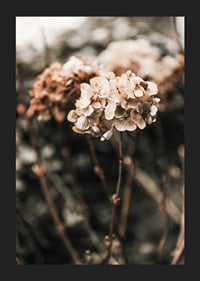 Close-up of dried hydrangea flowers in brown shades-5