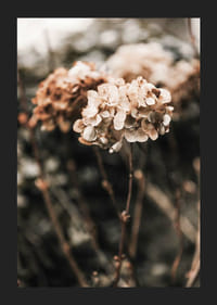 Nærbillede af tørrede hortensiablomster i brune nuancer-5