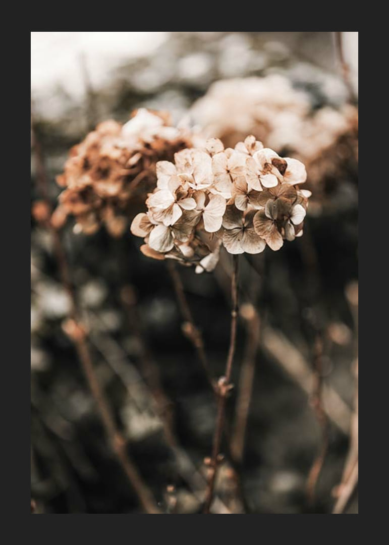 Nærbillede af tørrede hortensiablomster i brune nuancer-12