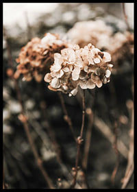 Close-up of dried hydrangea flowers in brown shades-6