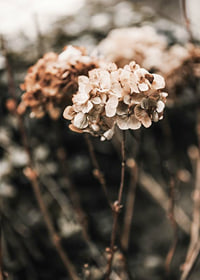 Close-up of dried hydrangea flowers in brown shades-7