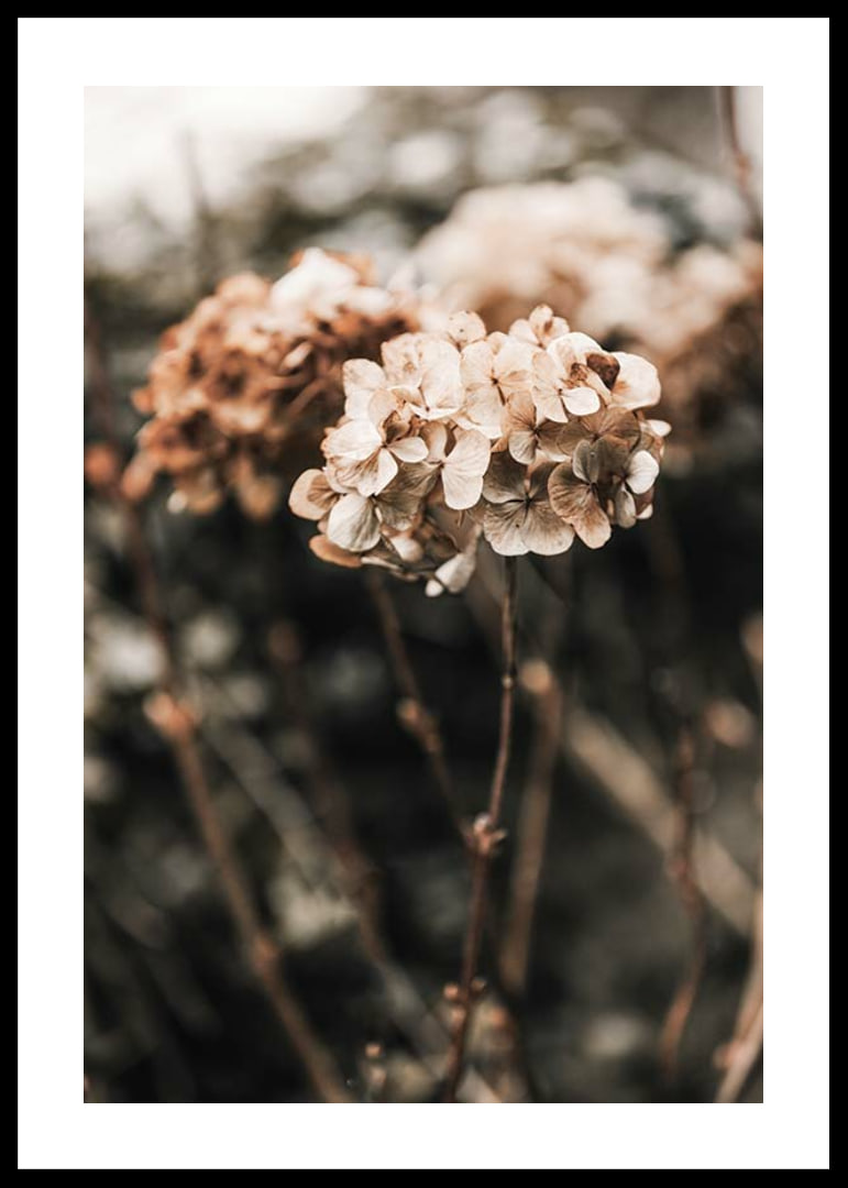 Close-up of dried hydrangea flowers in brown shades-12