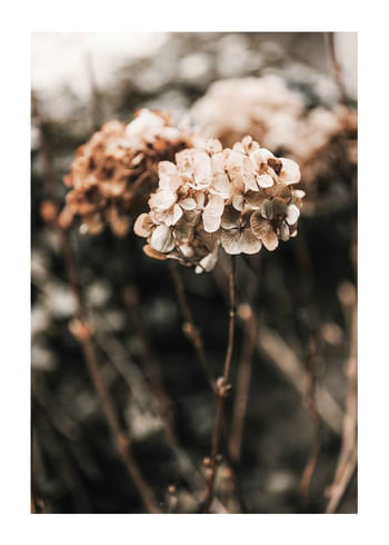 Poster Hortensia Flower