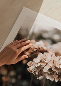 Hortensia Flower-5