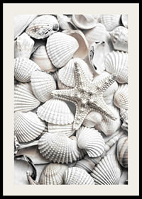 Close-up photograph of white seashells and a starfish-2