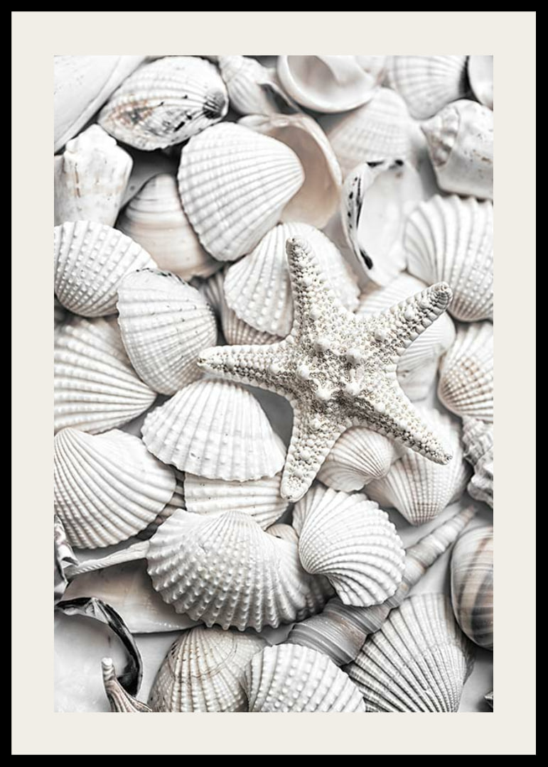 Close-up photograph of white seashells and a starfish-12