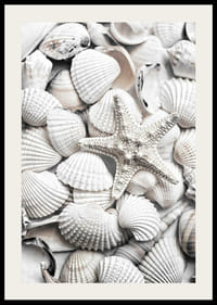 Nærbilde av hvite skjell og en sjøstjerne-2