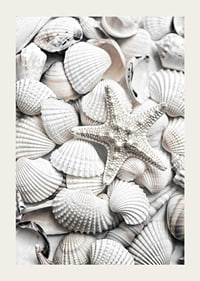 Close-up photograph of white seashells and a starfish-3