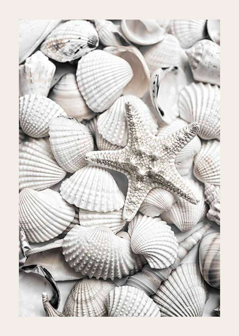Close-up photograph of white seashells and a starfish-12