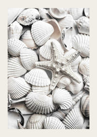 Nærbilde av hvite skjell og en sjøstjerne-3