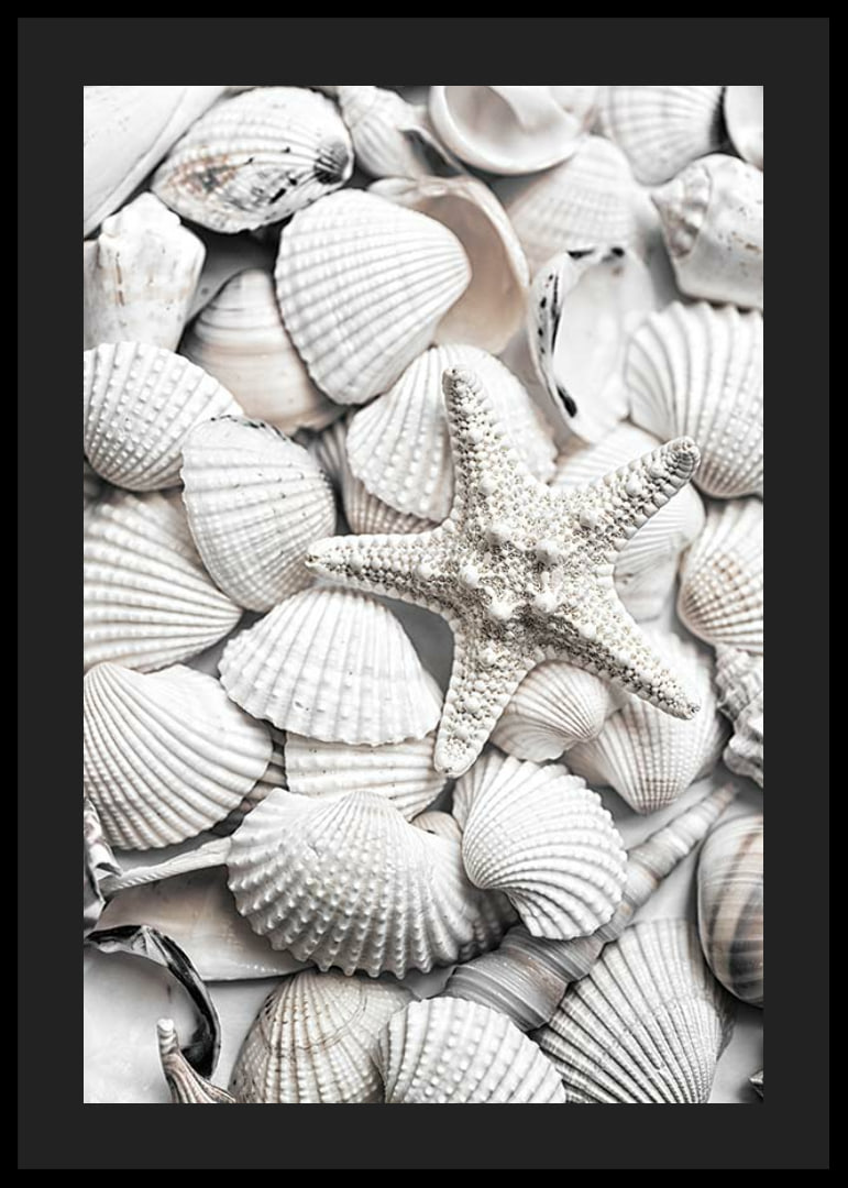 Close-up photograph of white seashells and a starfish-12