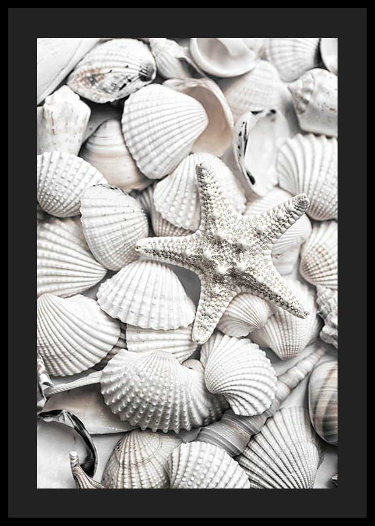 Nærbilde av hvite skjell og en sjøstjerne-12