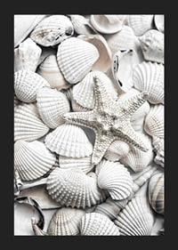 Close-up photograph of white seashells and a starfish-5