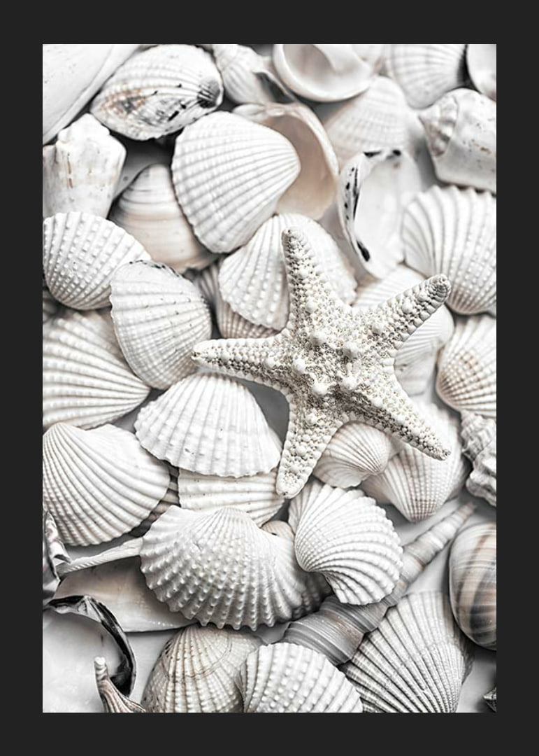 Close-up photograph of white seashells and a starfish-12