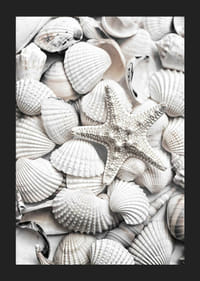 Nærbilde av hvite skjell og en sjøstjerne-5