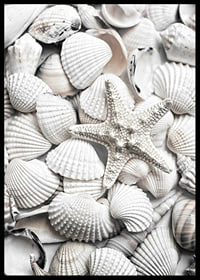 Close-up photograph of white seashells and a starfish-6