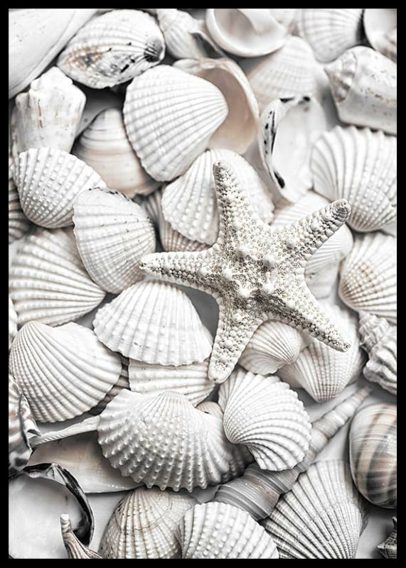 Close-up photograph of white seashells and a starfish-12