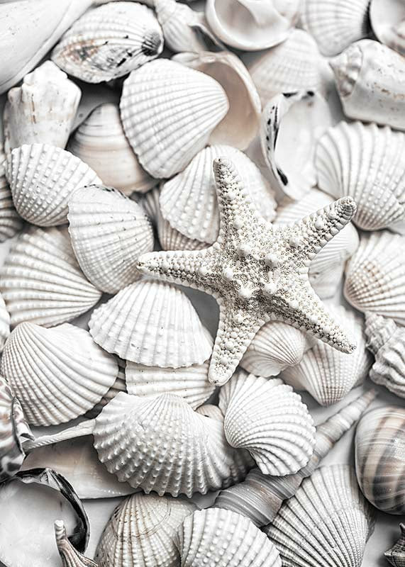 Close-up photograph of white seashells and a starfish-12