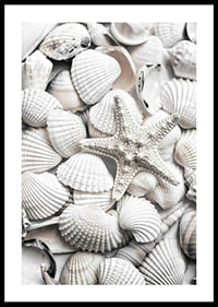 Close-up photograph of white seashells and a starfish-0