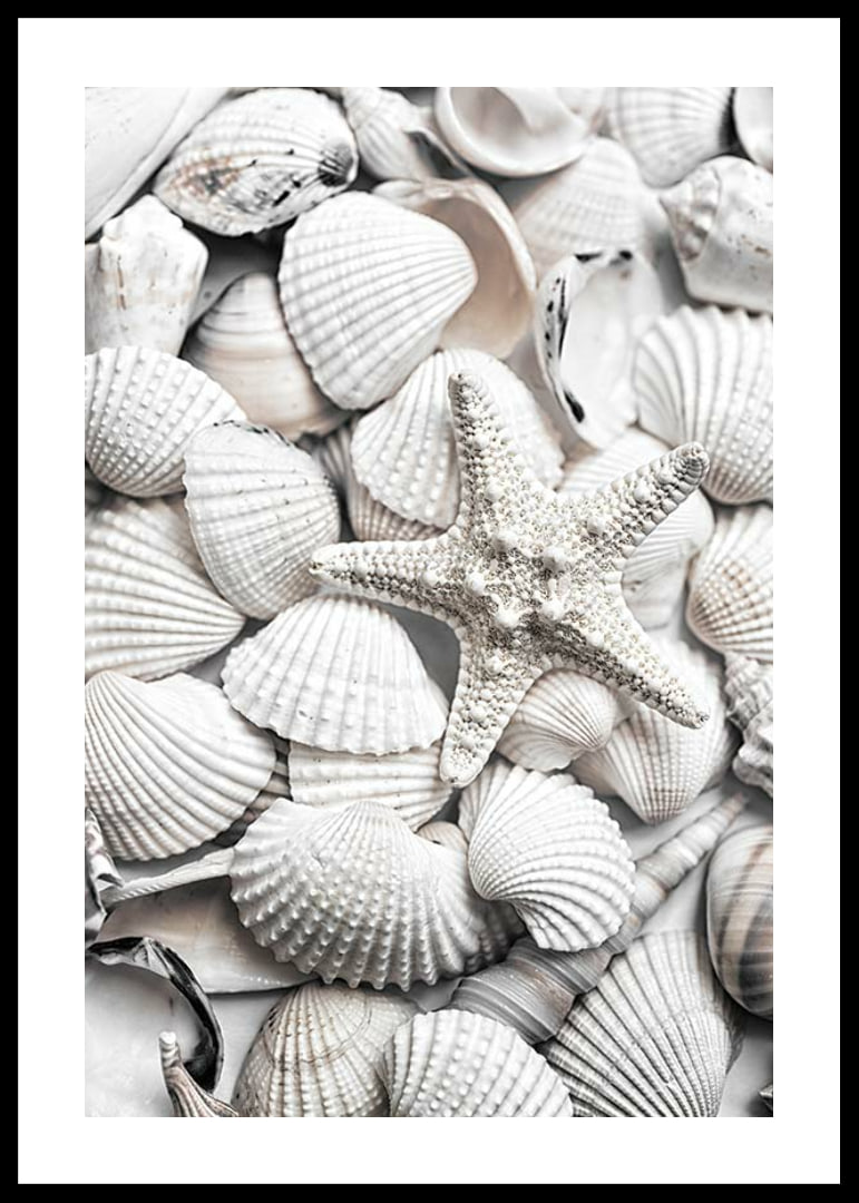 Close-up photograph of white seashells and a starfish-12