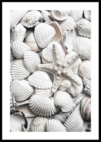 Plakat Seashells