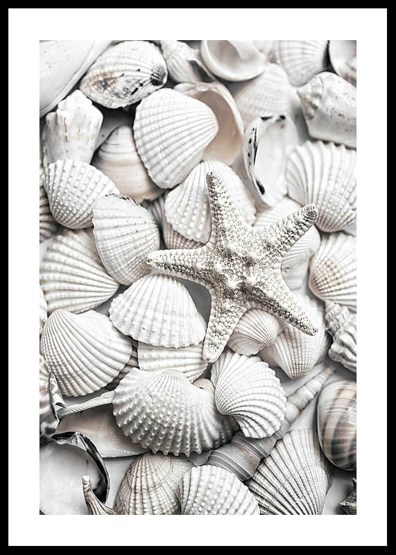 Seashells-12