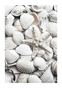 Close-up photograph of white seashells and a starfish-1