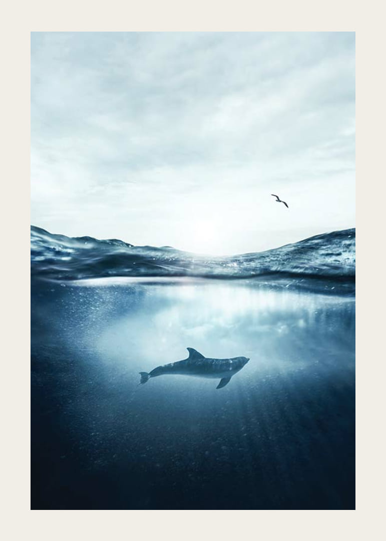 Delfin a víz felszíne alatt, sirály a kék tengerben-12