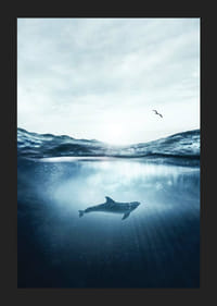 Delfin a víz felszíne alatt, sirály a kék tengerben-5