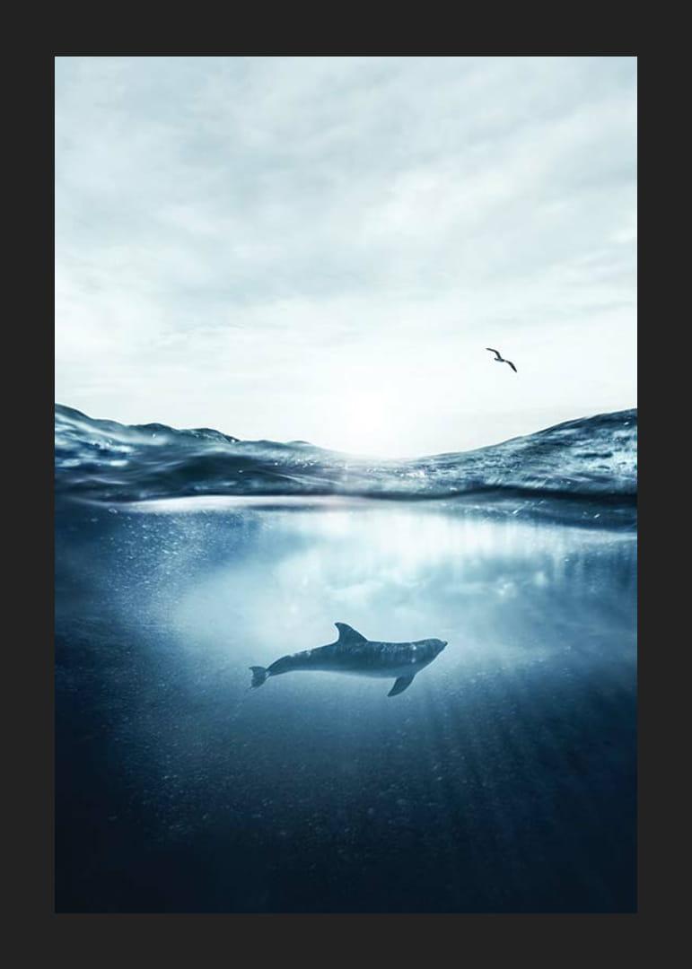 Delfin a víz felszíne alatt, sirály a kék tengerben-12