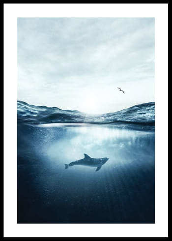 Poster Dolphin And Seagull