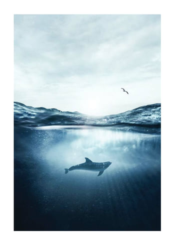 Poster Dolphin And Seagull