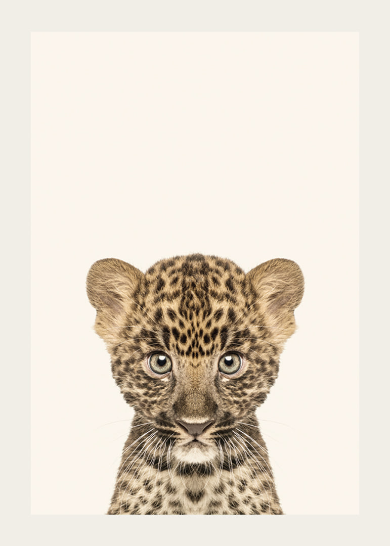 Leopard cub in close-up against light beige background, illustration-12