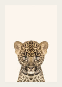 Leopardunge i närbild mot ljusbeige bakgrund, illustration-3