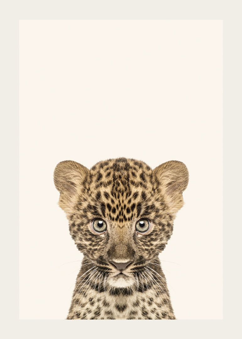 Leopardunge i närbild mot ljusbeige bakgrund, illustration-12